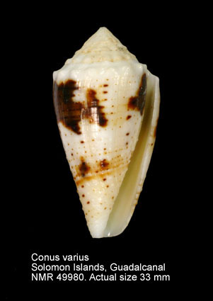 Conus varius.jpg - Conus variusLinnaeus,1758